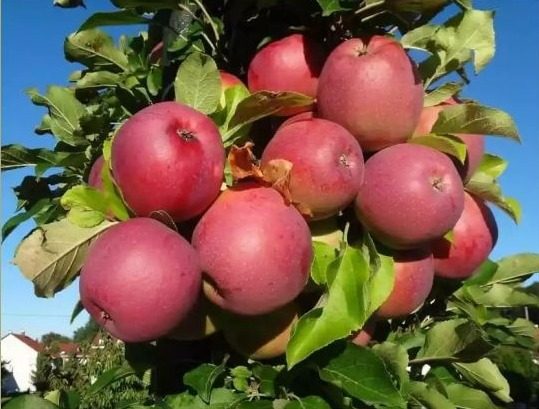 Apfel Berner Rosenapfel