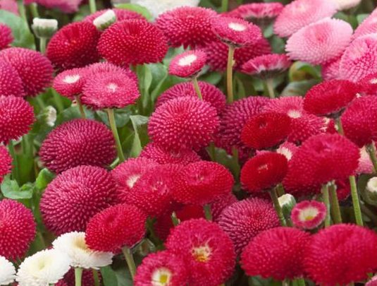 Gänseblümchen Tasso Red