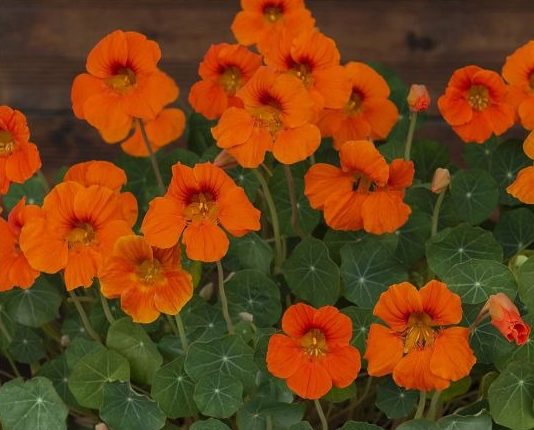 Niedrige Kapuzinerkresse Baby Orange