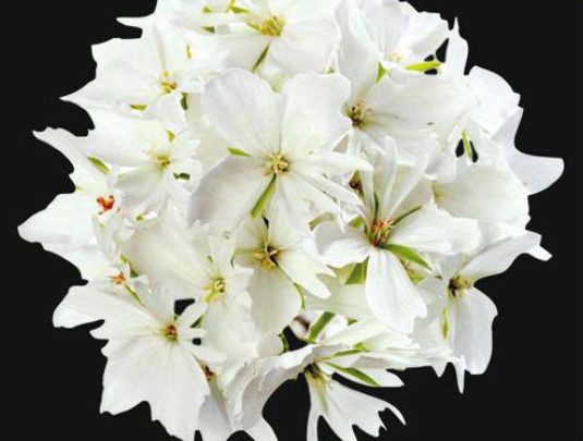 Pelargonie zonale Exotic Starry White