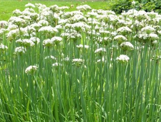 Schnittknoblauch