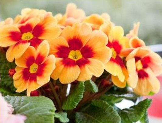 Stern- Primel Jupiter- Apricot with Red Eye-