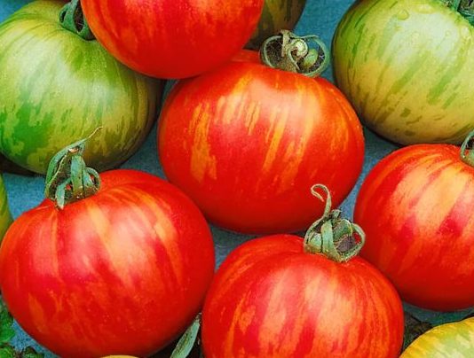 Tigertomate Tirouge F1