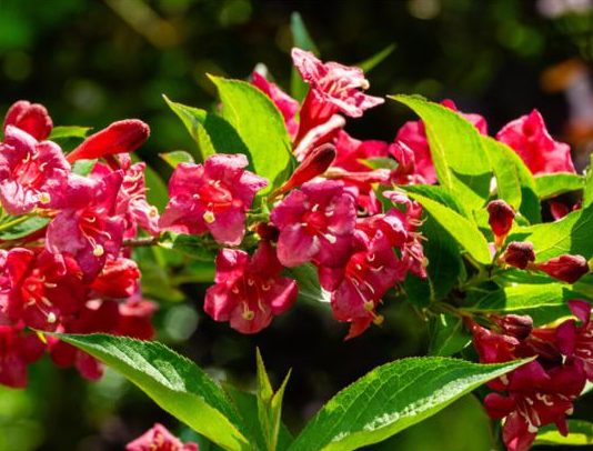Weigelie Bristol Ruby