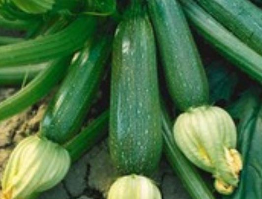 Grüne Zucchini Kimber F1